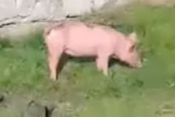 СБУ получила неопровержимые доказательства, что оккупанты – в жизни настоящие свиньи